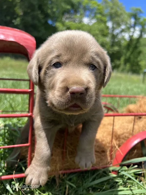 AKC Silver Labrador Retriever , a male Labrador Retriever for sale in White Sulphur Springs, WV – 1 of 2