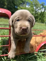 AKC Silver Labrador Retriever , a male Labrador Retriever for sale in White Sulphur Springs, WV – 1 of 2