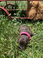 AKC Chocolate Labrador Retriever , a female Labrador Retriever for sale in White Sulphur Springs, WV – 2 of 2