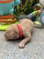 AKC Golden Retriever , a female Golden Retriever for sale in White Sulphur Springs, WV – 2 of 2