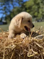 Ready to Go Home AKC Golden Retriever , a male Golden Retriever for sale in White Sulphur Springs, WV – 2 of 2