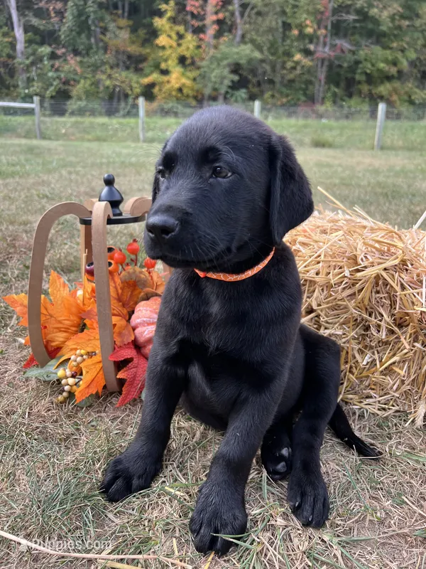 Ready to Go AKC Labrador Retriever  – Labrador Retriever puppy for sale in White Sulphur Springs, WV