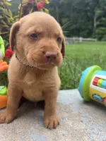 Ready to Go AKC Fox Red Labrador Retriever , a male Labrador Retriever for sale in White Sulphur Springs, WV – 2 of 2