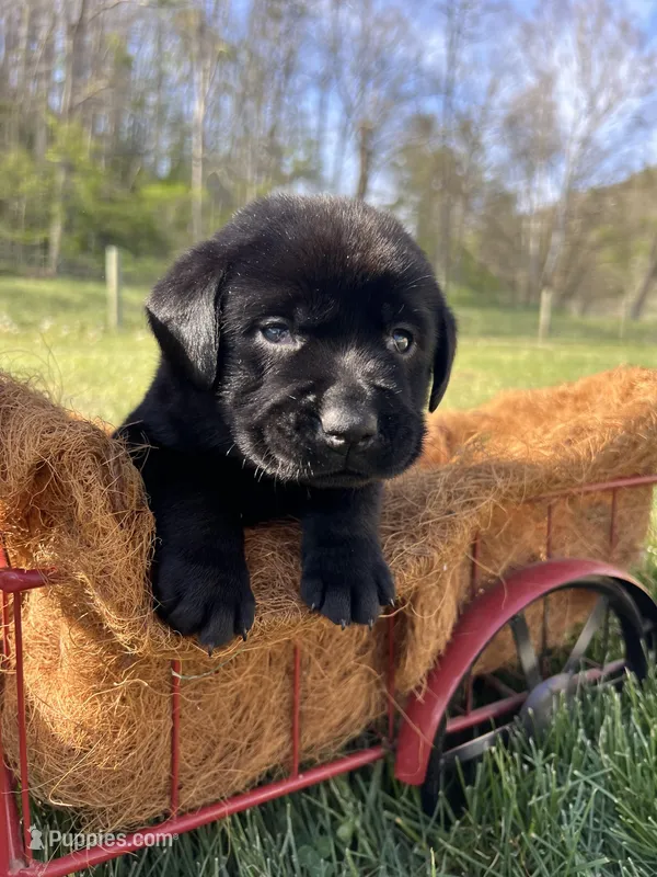 Black Labrador Retriever  – Labrador Retriever puppy for sale in White Sulphur Springs, WV