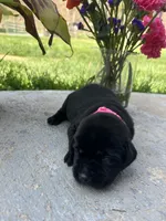 Black Labrador Retriever , a female Labrador Retriever for sale in White Sulphur Springs, WV – Photo 2 of 2