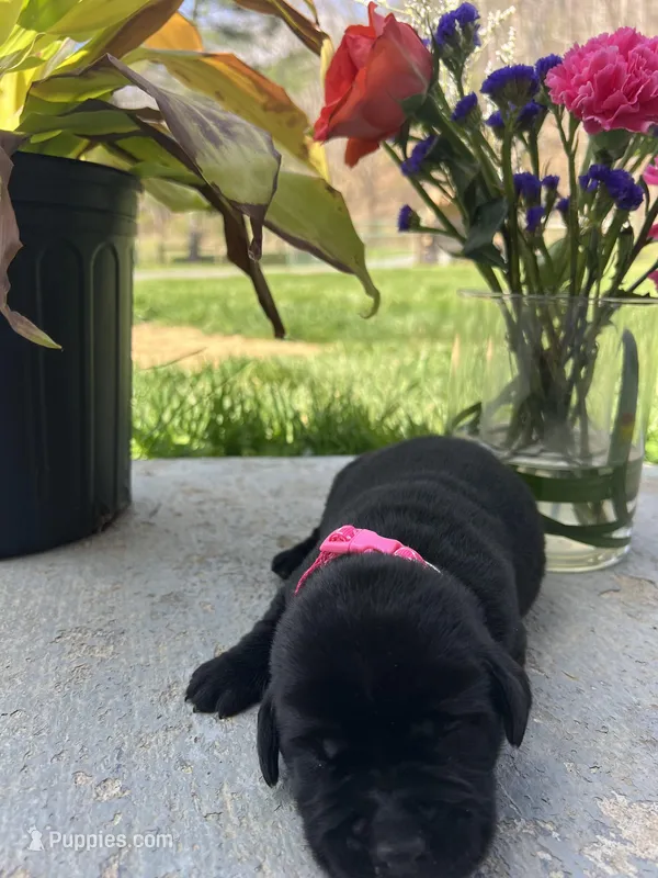 Black Labrador Retriever  – Labrador Retriever puppy for sale in White Sulphur Springs, WV