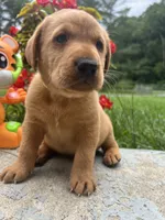 Ready to Go AKC Fox Red Labrador Retriever , a male Labrador Retriever for sale in White Sulphur Springs, WV – 2 of 2