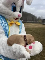 AKC Golden Retriever , a male Golden Retriever for sale in White Sulphur Springs, WV – Photo 2 of 2