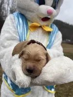 AKC Golden Retriever , a male Golden Retriever for sale in White Sulphur Springs, WV – Photo 1 of 2