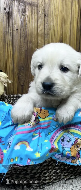 Expecting AKC Russian Cream Golden Retriever  – Golden Retriever puppy for sale in White Sulphur Springs, WV