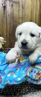 Expecting AKC Russian Cream Golden Retriever , a  Golden Retriever for sale in White Sulphur Springs, WV – 1 of 1