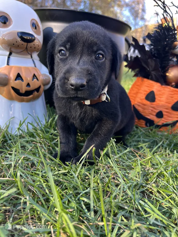 Black Labrador Retriever  – Labrador Retriever puppy for sale in White Sulphur Springs, WV