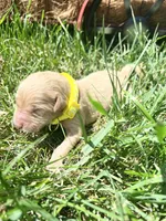 AKC Golden Retriever , a male Golden Retriever for sale in White Sulphur Springs, WV – 2 of 2