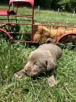 AKC Silver Labrador Retriever , a male Labrador Retriever for sale in White Sulphur Springs, WV – 2 of 2