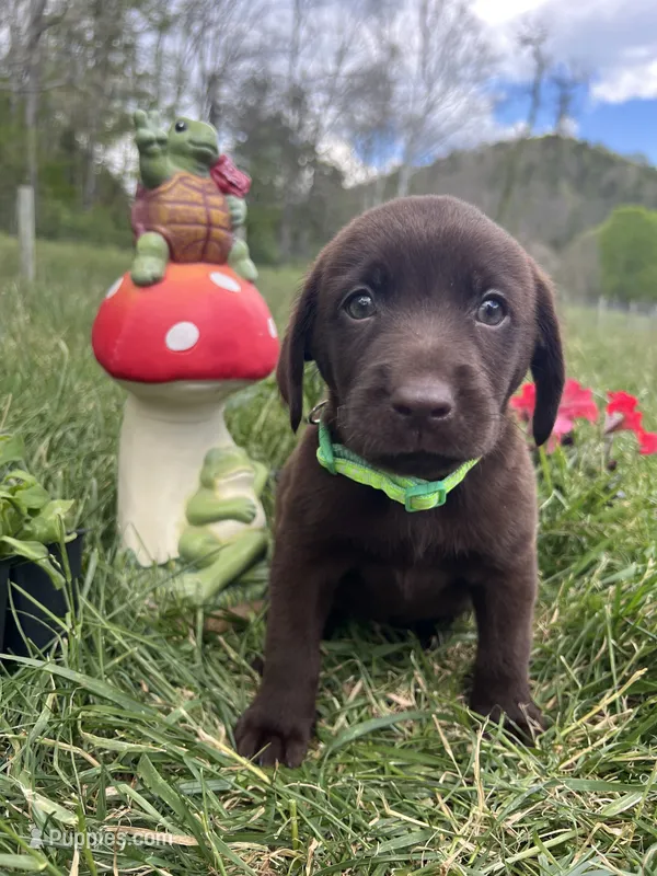 Chocolate Labrador Retriever  – Labrador Retriever puppy for sale in White Sulphur Springs, WV