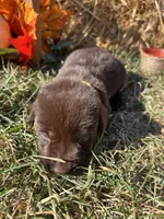 AKC Labrador Retriever , a male Labrador Retriever for sale in White Sulphur Springs, WV – 2 of 2
