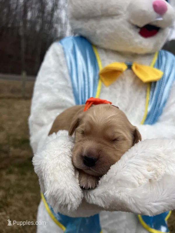 AKC Golden Retriever  – Golden Retriever puppy for sale in White Sulphur Springs, WV