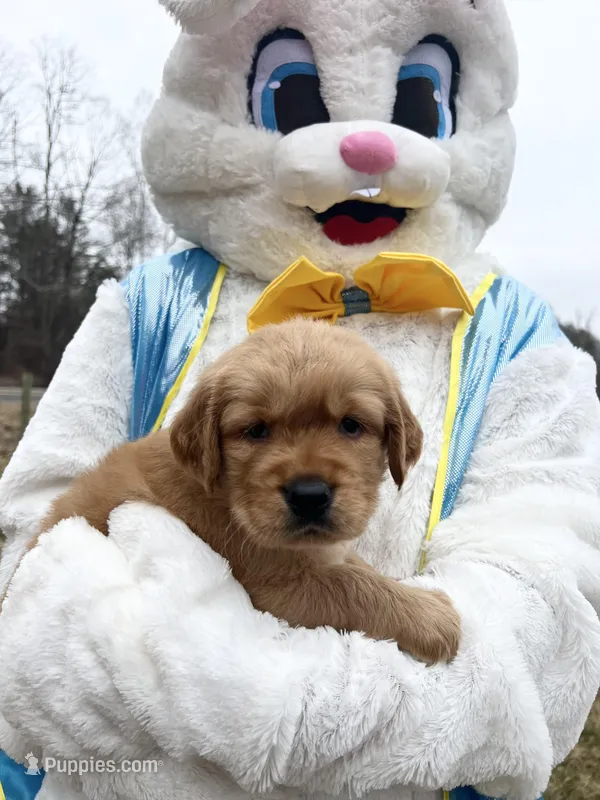 AKC Golden Retriever 