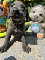 Ready to Go Charcoal Labrador Retriever , a male Labrador Retriever for sale in White Sulphur Springs, WV – 2 of 2