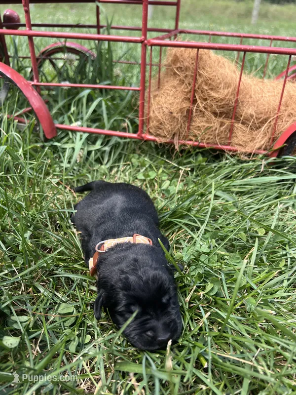 AKC Black Labrador Retriever  – Labrador Retriever puppy for sale in White Sulphur Springs, WV