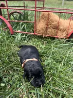 AKC Black Labrador Retriever , a male Labrador Retriever for sale in White Sulphur Springs, WV – 1 of 2