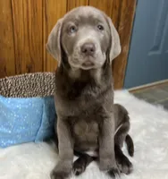 Discounted AKC Silver Labrador Retriever , a male Labrador Retriever for sale in White Sulphur Springs, WV – 2 of 3