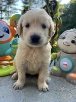 AKC Golden Retriever , a male Golden Retriever for sale in White Sulphur Springs, WV – 2 of 3