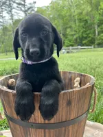 Discounted Ready to Go AKC Labrador Retriever , a female Labrador Retriever for sale in White Sulphur Springs, WV – 2 of 2