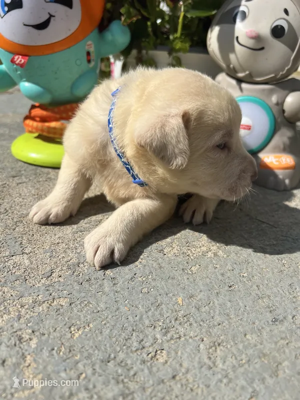 Ready to Go AKC Labrador Retriever  – Labrador Retriever puppy for sale in White Sulphur Springs, WV
