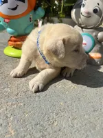 Ready to Go AKC Labrador Retriever , a male Labrador Retriever for sale in White Sulphur Springs, WV – 1 of 1