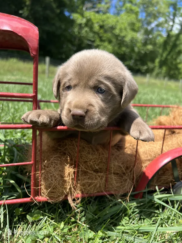 AKC Silver Labrador Retriever  – Labrador Retriever puppy for sale in White Sulphur Springs, WV