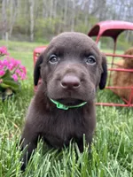 Ready to Go AKC Chocolate Labrador Retriever , a female Labrador Retriever for sale in White Sulphur Springs, WV – Photo 2 of 2