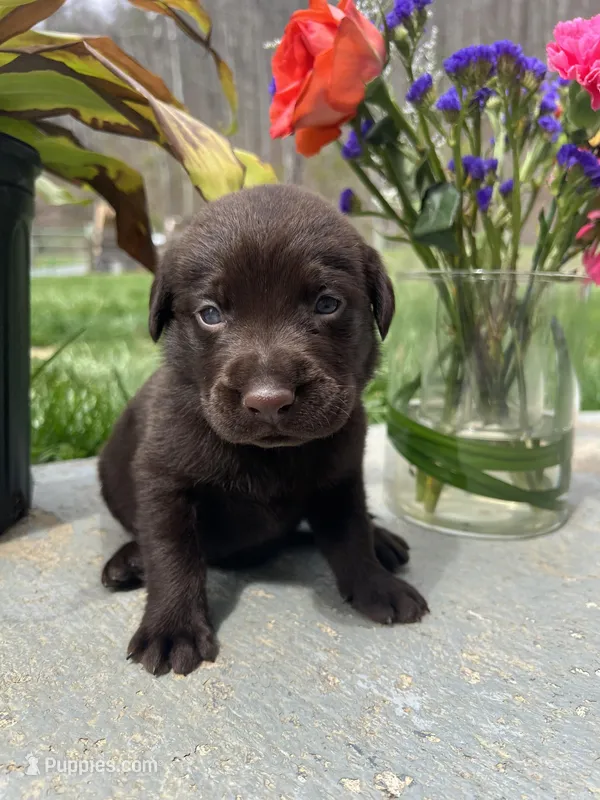 AKC Chocolate Labrador Retriever  – Labrador Retriever puppy for sale in White Sulphur Springs, WV
