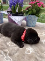 AKC Chocolate Labrador Retriever , a female Labrador Retriever for sale in White Sulphur Springs, WV – Photo 2 of 2