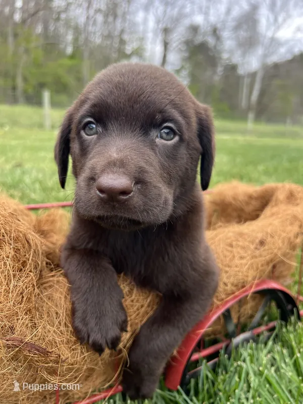 Ready to Go AKC Chocolate Labrador Retriever  – Labrador Retriever puppy for sale in White Sulphur Springs, WV
