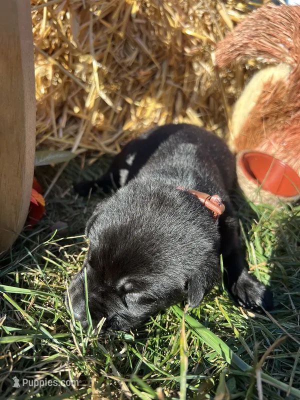 AKC Labrador Retriever  – Labrador Retriever puppy for sale in White Sulphur Springs, WV