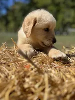 Ready to Go Home AKC Golden Retriever , a male Golden Retriever for sale in White Sulphur Springs, WV – 2 of 2