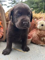 AKC Labrador Retriever , a male Labrador Retriever for sale in White Sulphur Springs, WV – 2 of 2