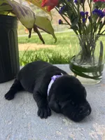 Black Labrador Retriever , a female Labrador Retriever for sale in White Sulphur Springs, WV – Photo 2 of 2