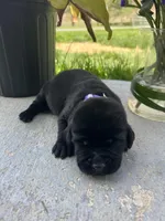 Black Labrador Retriever , a female Labrador Retriever for sale in White Sulphur Springs, WV – Photo 1 of 2