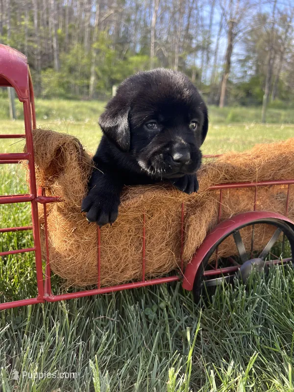 Black Labrador Retriever  – Labrador Retriever puppy for sale in White Sulphur Springs, WV