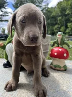 Discounted Ready to Go AKC Silver Labrador Retriever , a male Labrador Retriever for sale in White Sulphur Springs, WV – 2 of 2
