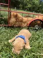 AKC Golden Retriever , a male Golden Retriever for sale in White Sulphur Springs, WV – 2 of 2