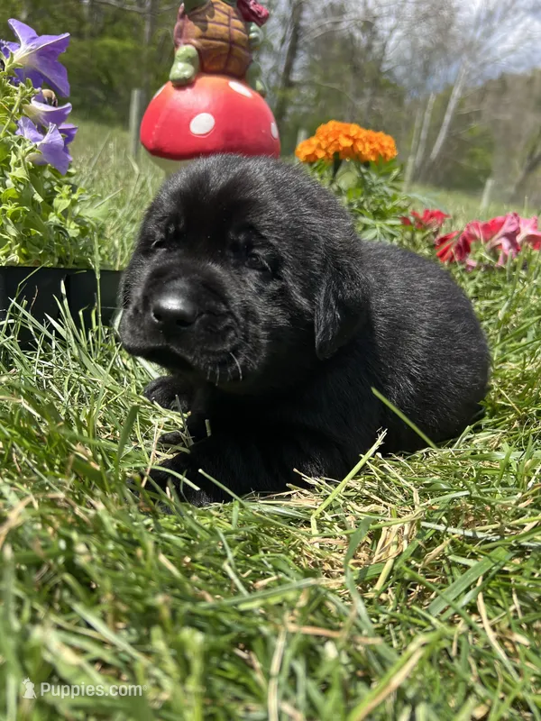 AKC Black Labrador Retriever  – Labrador Retriever puppy for sale in White Sulphur Springs, WV