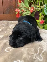 AKC Black Labrador Retriever , a male Labrador Retriever for sale in White Sulphur Springs, WV – 2 of 2