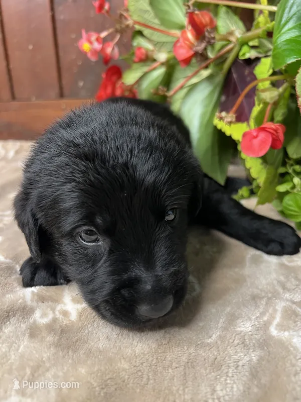 AKC Yellow Labrador Retriever  – Labrador Retriever puppy for sale in White Sulphur Springs, WV