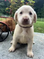 Ready to Go AKC Labrador Retriever , a male Labrador Retriever for sale in White Sulphur Springs, WV – 2 of 2
