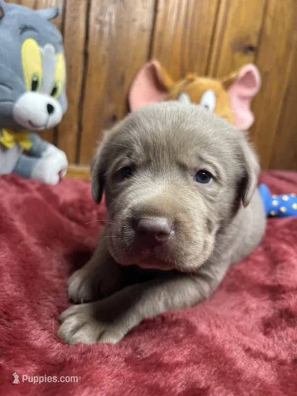 AKC Silver Labrador Retriever 
