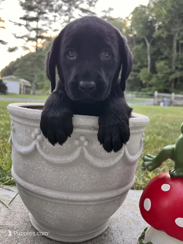 Ready to Go AKC Labrador Retriever  – Labrador Retriever puppy for sale in White Sulphur Springs, WV