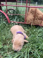 AKC Golden Retriever , a female Golden Retriever for sale in White Sulphur Springs, WV – 2 of 2